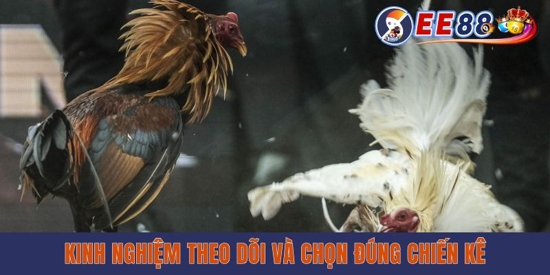 Mẹo cá cược trực tiếp đá gà Philippines trên ee88