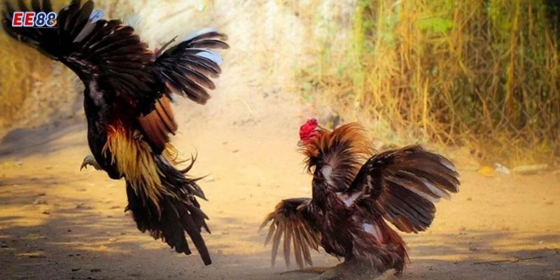 Các chương trình khuyến mãi hấp dẫn khi tham gia trực tiếp đá gà tre tại EE88